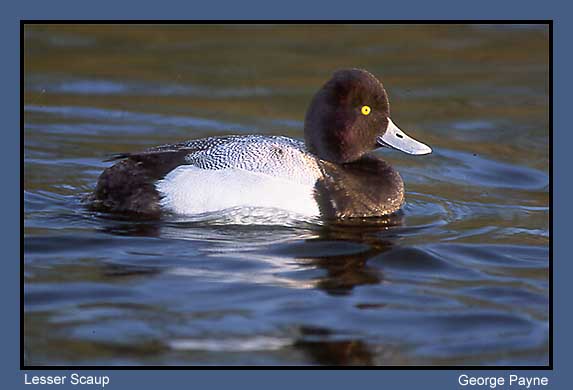 Lesser Scaup by George Payne