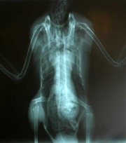 This undated photo provided by the International Bird Rescue Research Center, shows an X-ray taken Sunday, May 21, 2006, of an injured duck with a broken wing. The International Bird Rescue Research Center in Cordelia. Calif., plans to raise funds with an unusual duck X-ray, which they say shows the clear image of what appears to be the face, or head, of an extraterrestrial alien in the bird's stomach. Unfortunately, the duck died quickly and quietly of its injuries. (AP Photo/International Bird Rescue Research Center, Marie Travers)